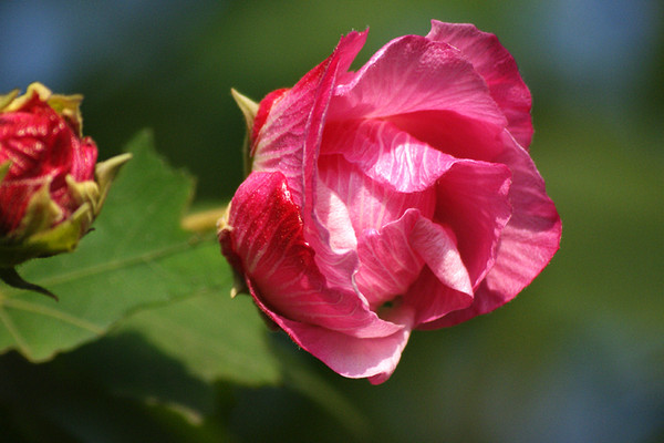 芙蓉花如何換盆澆水養(yǎng)護