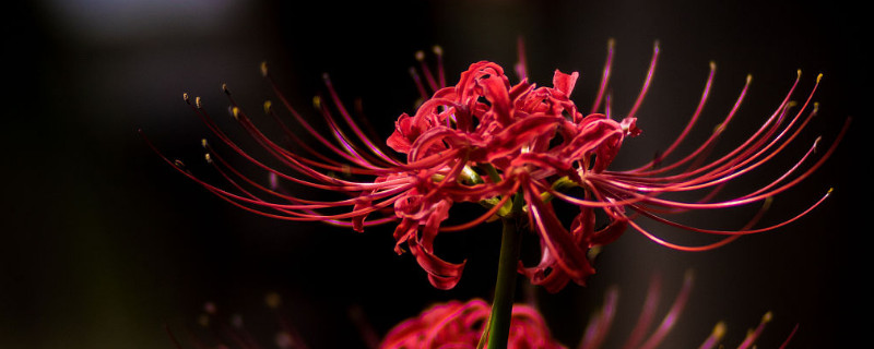 彼岸花夏天中什么時候發(fā)芽