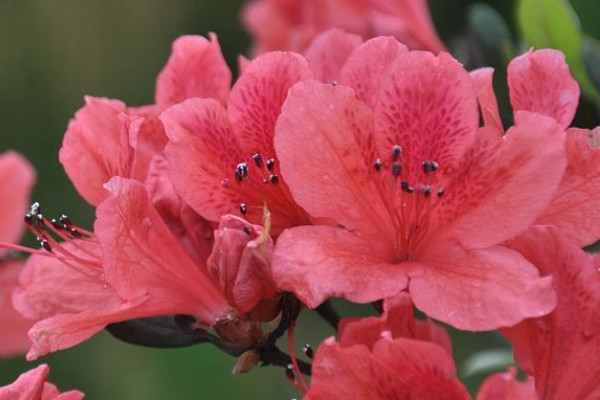 杜鵑花冬天開花嗎