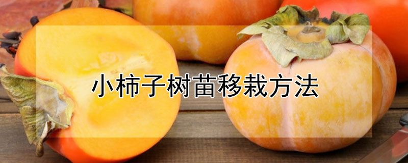 小柿子樹苗移栽方法