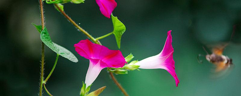 牽牛花冬季在室內開花嗎