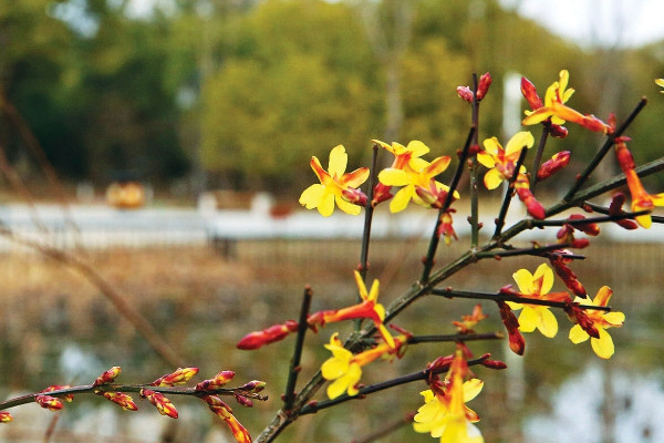 迎春花沒死但不發芽