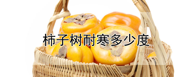 柿子樹(shù)耐寒多少度