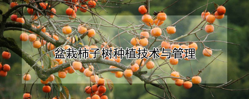 盆栽柿子樹種植技術(shù)與管理