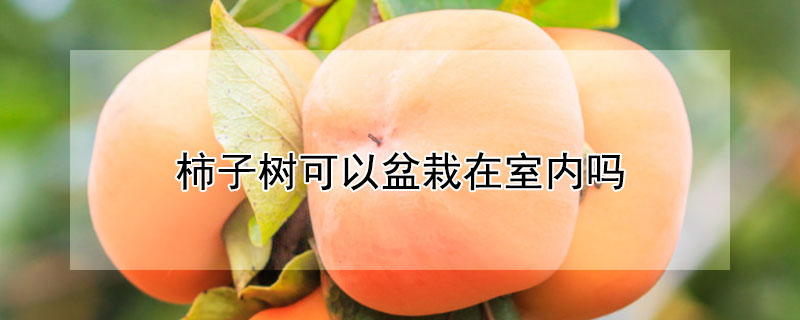 柿子樹可以盆栽在室內嗎