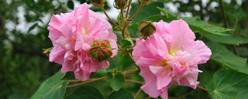 芙蓉花葉子干枯怎么辦