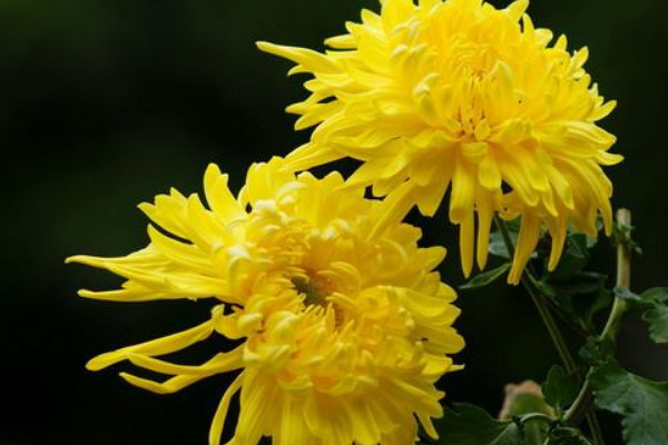 怎樣給盆栽菊花施肥