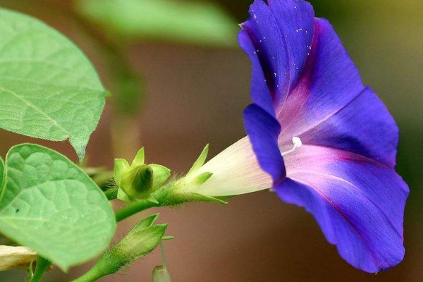 牽牛花播種需要泡種嗎