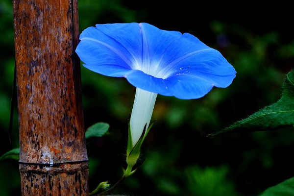 牽牛花怕雨水嗎