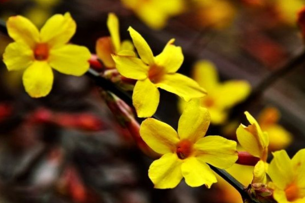 迎春花從地里挖出來澆水嗎