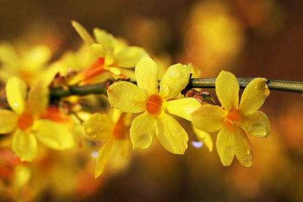 迎春花干花可以放在臥室嗎