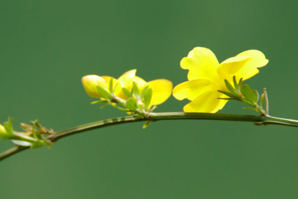 迎春花根會(huì)不會(huì)發(fā)芽