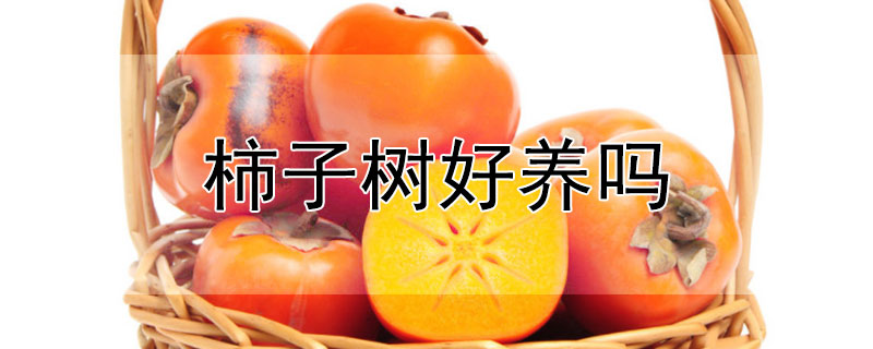 柿子樹(shù)好養(yǎng)嗎