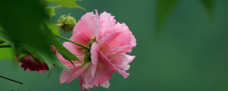 芙蓉花有種子能發芽嗎