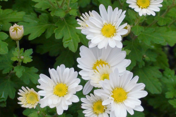 菊花栽培養殖方法