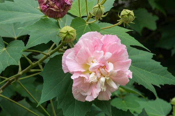 芙蓉花不開花怎么回事