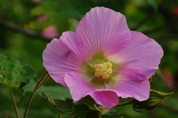 芙蓉花栽培與管理方法