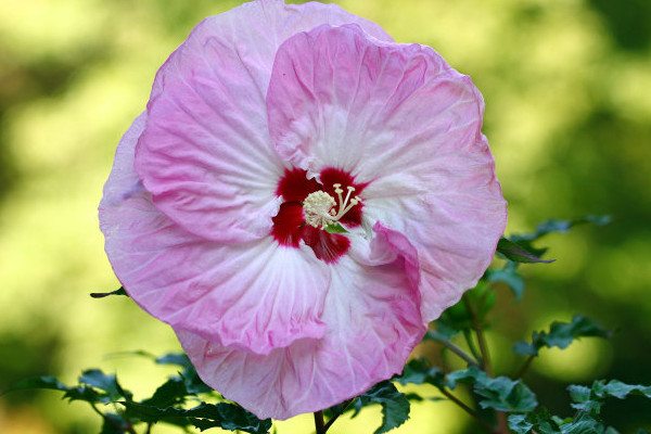 芙蓉花是海棠花嗎