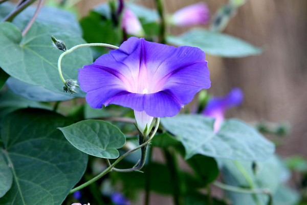 牽牛花為什么叫牽牛花