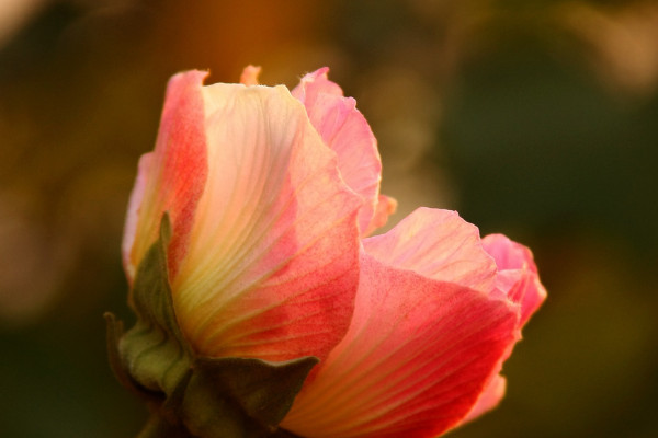 芙蓉花要幾年才能開花