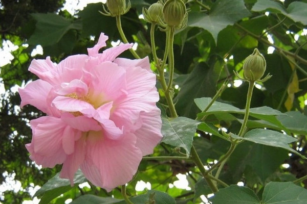 芙蓉花要幾年才能開花