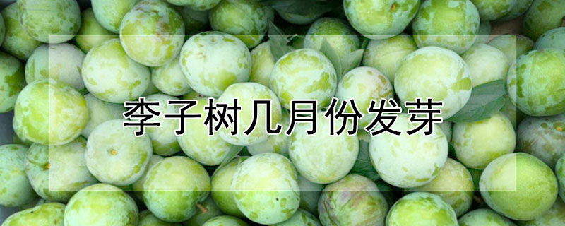 李子樹幾月份發(fā)芽