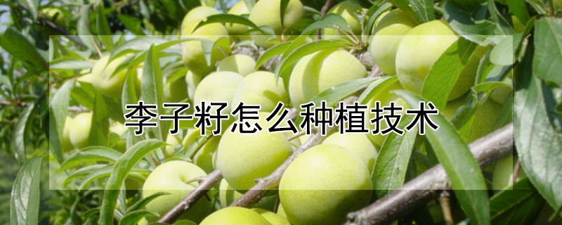 李子籽怎么種植技術