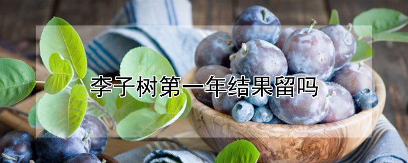 李子樹第一年結(jié)果留嗎