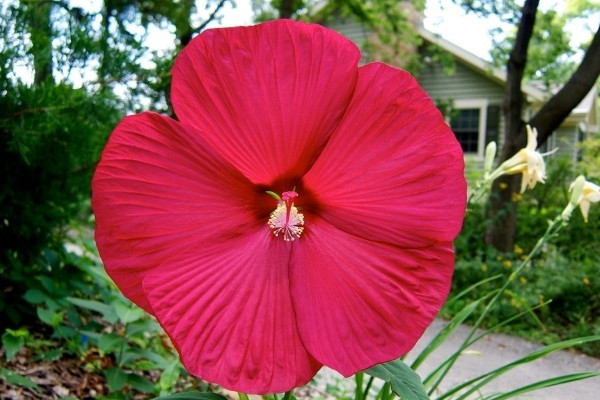 芙蓉花是怎么變色的