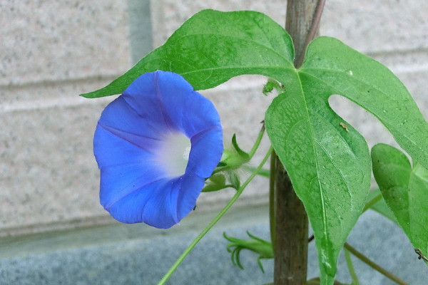 牽牛花要多少天才能開花