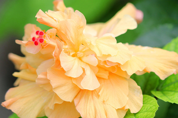 芙蓉花沒(méi)開(kāi)花之前需要掐尖嗎