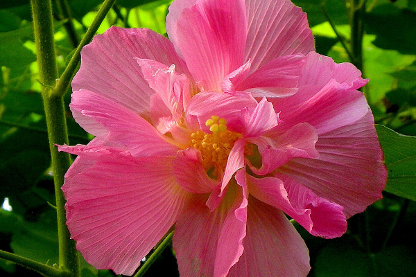 芙蓉花是哪里的市花