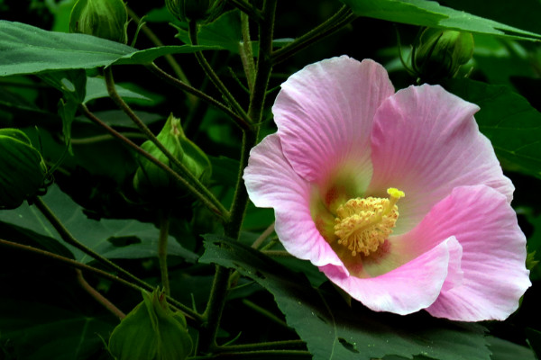 芙蓉花澆水怎么算澆透