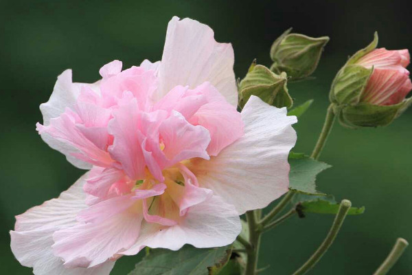 芙蓉花澆水怎么算澆透