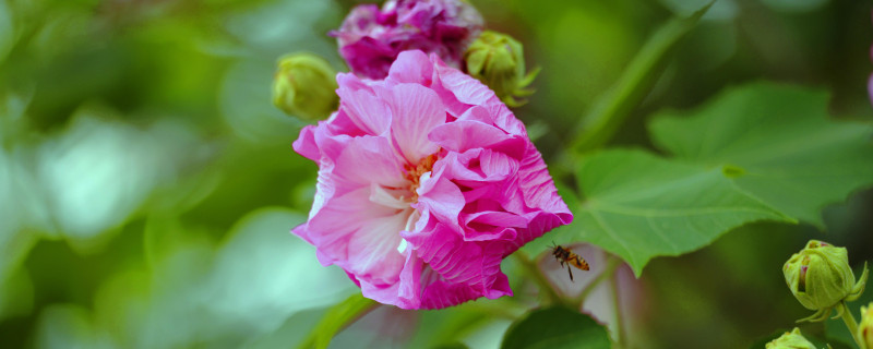 芙蓉花會結果嗎