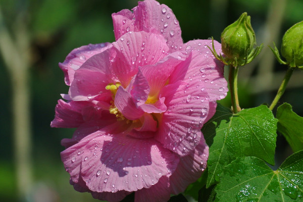 芙蓉花春天會發芽嗎