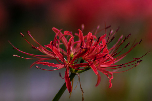 彼岸花長(zhǎng)葉后多長(zhǎng)時(shí)間開花