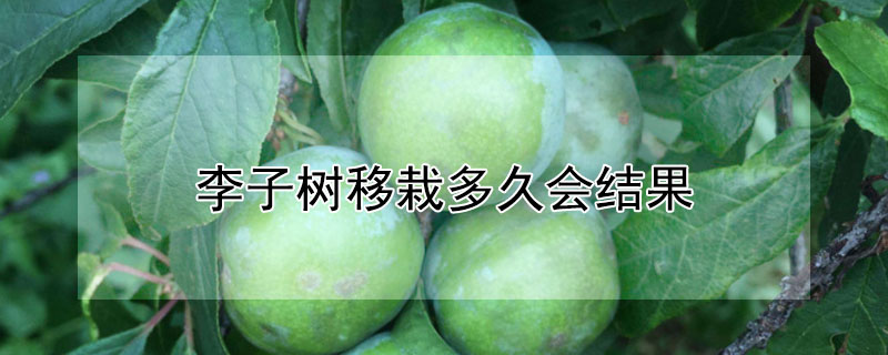 李子樹移栽多久會結果