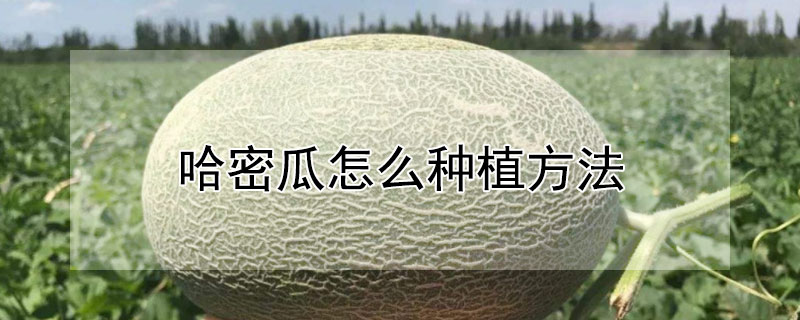 哈密瓜怎么種植方法