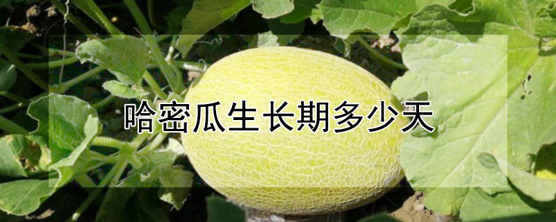 哈密瓜生長(zhǎng)期多少天