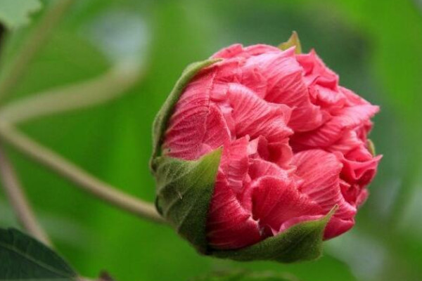 水培芙蓉花葉片所需溫度