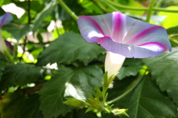 牽牛花枯葉了明年還會開嗎