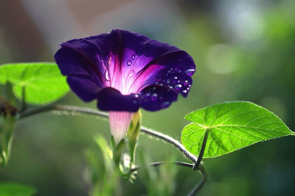 牽牛花冬天在室外根能凍死嗎