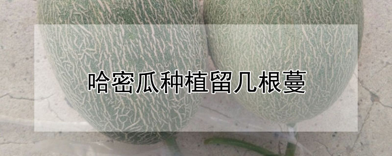 哈密瓜種植留幾根蔓