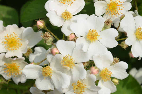 薔薇花幾年能爬滿墻