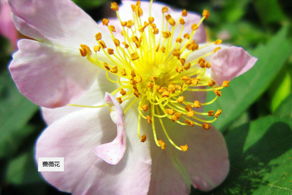 薔薇花怎么養家庭養法