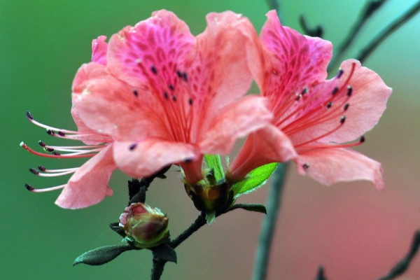 杜鵑花什么時候開花