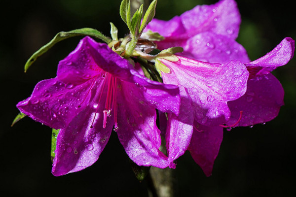 杜鵑花什么時候開花