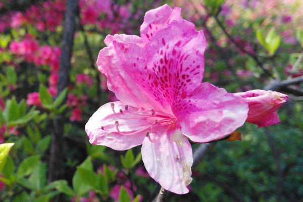 杜鵑花一般能長(zhǎng)多高