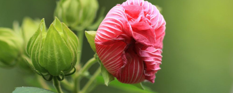 芙蓉花開(kāi)花期間需要多澆水嗎